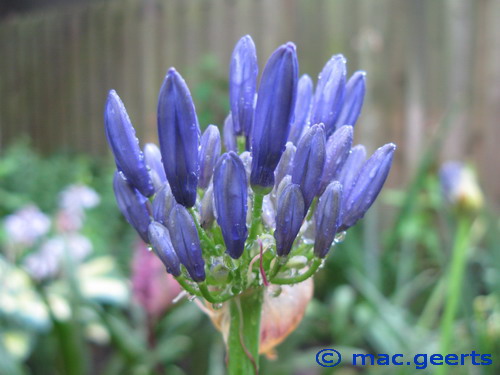 Agapanthus 'Septemberhemel'